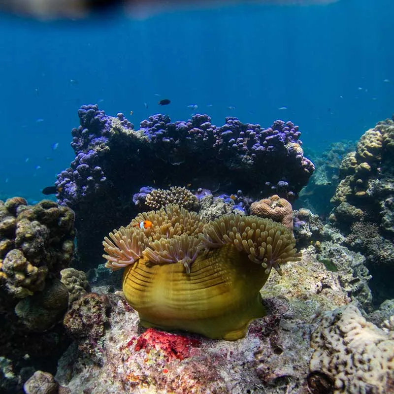 snorkeling-Mae-Yai-Bay-The-Surin-Islands-premium-speedboat-5 snorkeling-Mae-Yai-Bay-The-Surin-Islands-premium-speedboat-5
