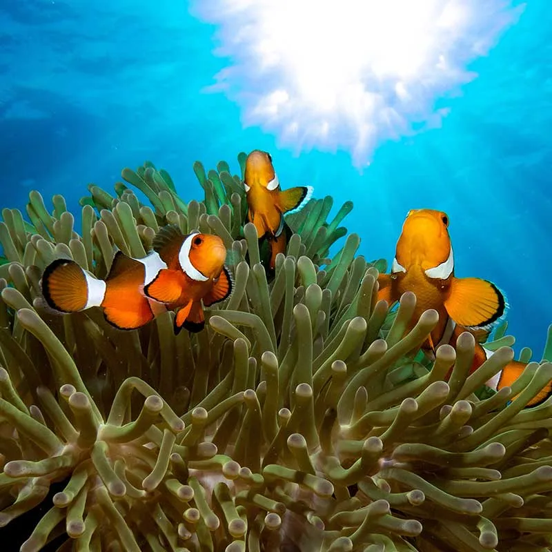 snorkeling-Mae-Yai-Bay-The-Surin-Islands-premium-speedboat-7 snorkeling-Mae-Yai-Bay-The-Surin-Islands-premium-speedboat-7