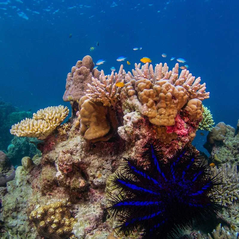 snorkeling-Mae-Yai-Bay-The-Surin-Islands-premium-speedboat snorkeling-Mae-Yai-Bay-The-Surin-Islands-premium-speedboat