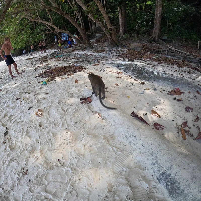 Early-Bird-Maya-Bay-Phi-Phi-Island-by-Speedboat-Phuket-4 Early-Bird-Maya-Bay-Phi-Phi-Island-by-Speedboat-Phuket-4