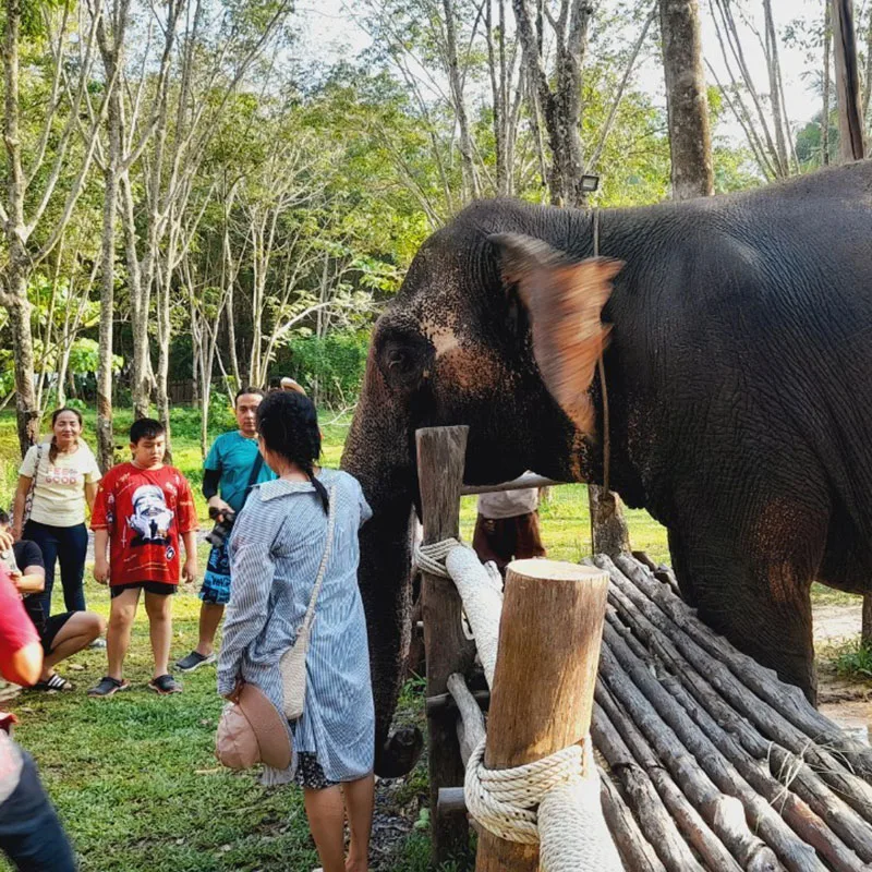 Koh-Yao-Yai-Day-Trip-Hong-Island-Elephant-care