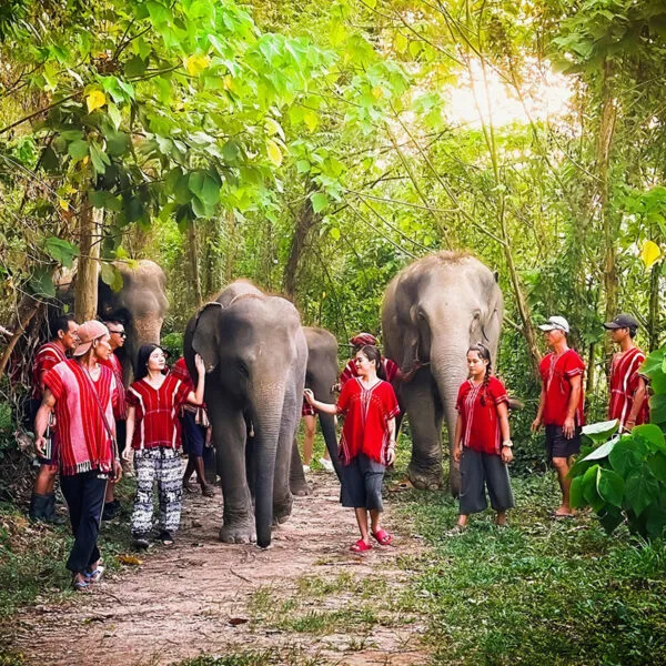 Phuket-Half-Day-Visit-Kerchor-Elephant-Family-Sanctuary