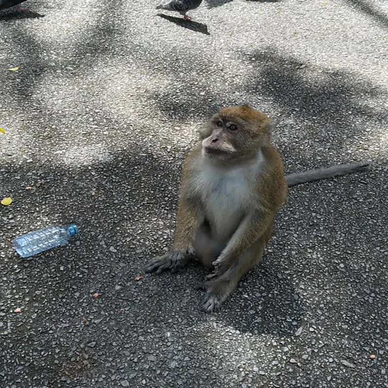 Phuket-Phang-Nga-White-Water-Rafting-Tour-monkey-cave-5