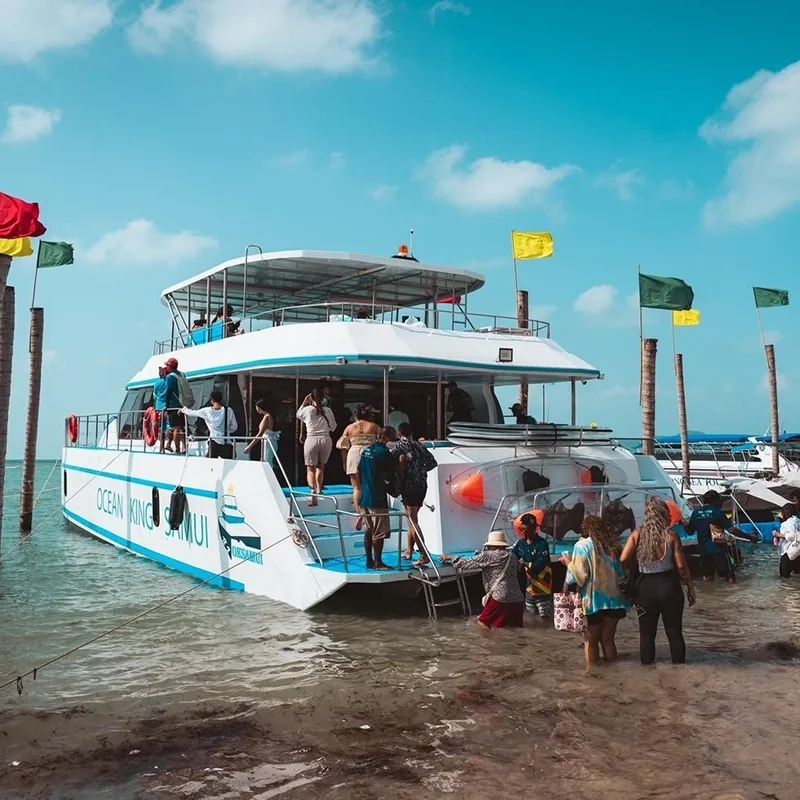 Samui-Tour-Speed-Catamaran-Koh-Tan-Pig-Island-Dolphins-4
