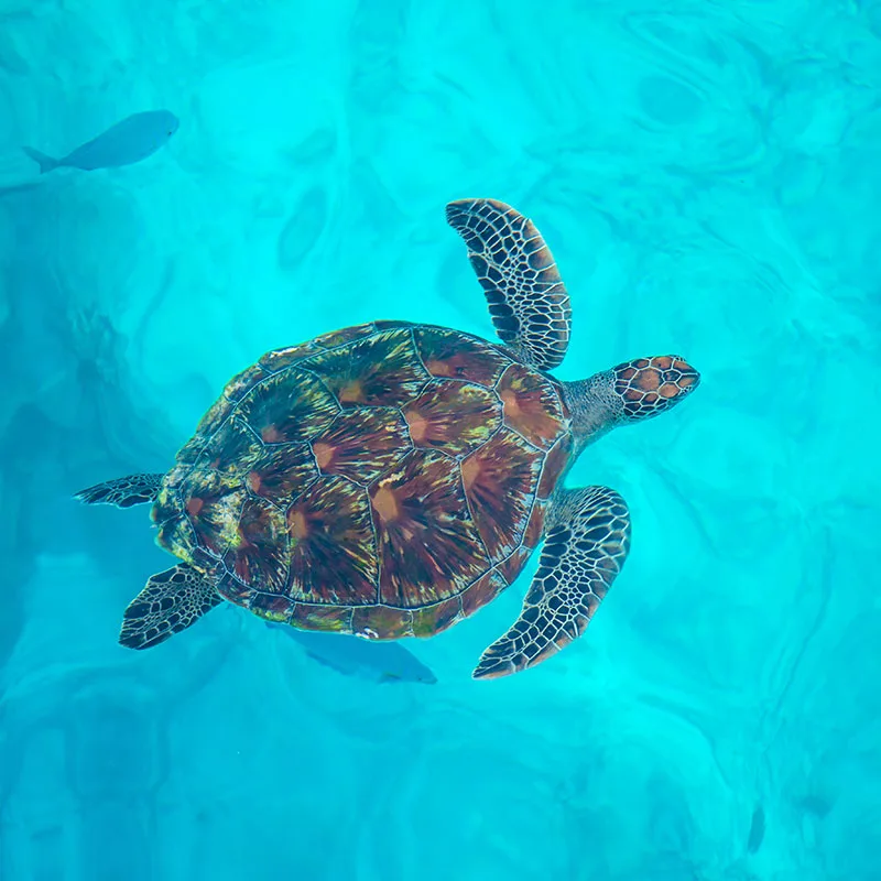 Phuket,-Khao-Lak-Day-Trip-Similan-Islands-Speed-Catamaran-7 Phuket,-Khao-Lak-Day-Trip-Similan-Islands-Speed-Catamaran-7