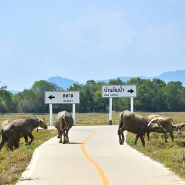 Koh Yao Noi