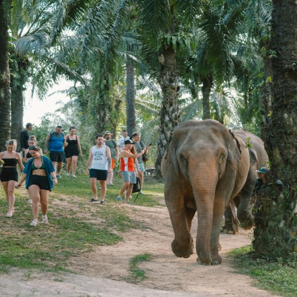 Krabi Afternoon Tour Walk with Elephants Make Herbal Medicine