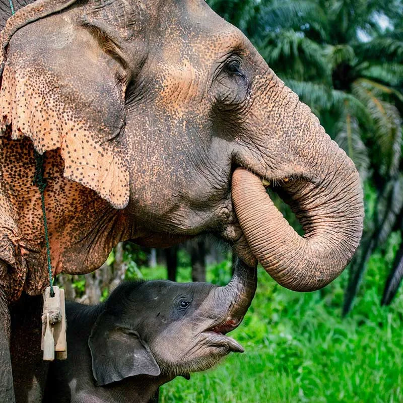 Krabi-Tour-Elephants-Care-Emerald-Pool-Hot-Spring-2