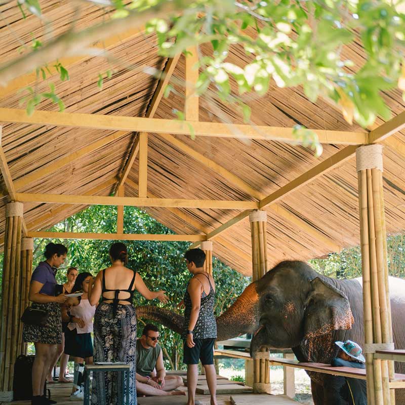 Krabi-Tour-Elephants-Care-Emerald-Pool-Hot-Spring-3 Krabi-Tour-Elephants-Care-Emerald-Pool-Hot-Spring-3