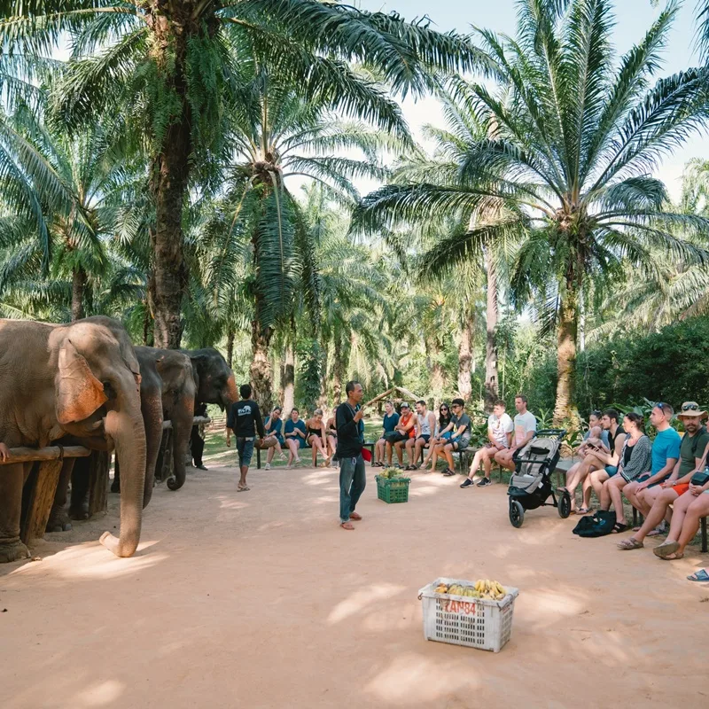 Krabi Tour Walking with Elephants Make Herbal Medicine-4